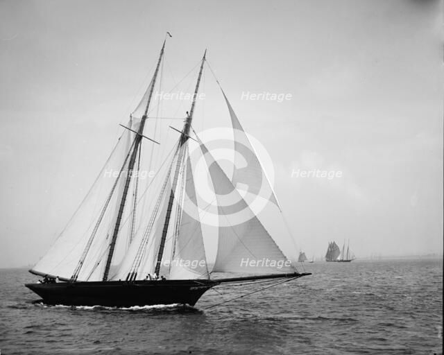 Sea Fox, between 1890 and 1900. Creator: John S Johnston.