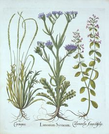 Sea Lavender, Swine Cress, Calamint, from Hortus Eystettensis by Basil Besler (1561-1629), pub. 1