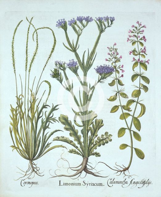Sea Lavender, Swine Cress, Calamint, from 'Hortus Eystettensis', by Basil Besler (1561-1629), pub. 1