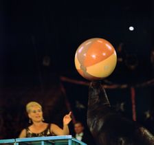 Sea lion and ball at the Moscow Circus