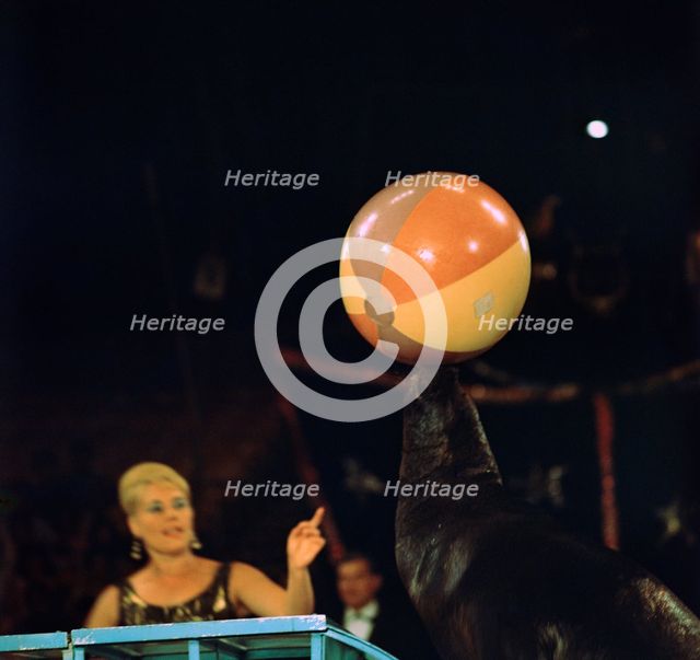 Sea lion and ball at the Moscow Circus. Artist: Unknown