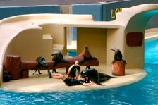 Sea lion show, Loro Parque, Tenerife, Canary Islands, 2007. Creator: Peter Thompson
