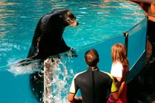 Sea lion show, Loro Parque, Tenerife, Canary Islands, 2007. Creator: Peter Thompson