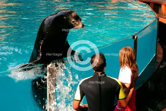 Sea lion show, Loro Parque, Tenerife, Canary Islands, 2007. Creator: Peter Thompson.