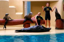 Sea lion show, Loro Parque, Tenerife, Canary Islands, 2007. Creator: Peter Thompson