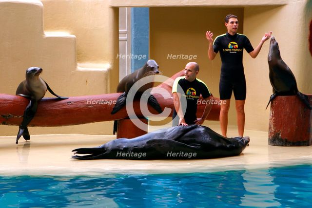 Sea lion show, Loro Parque, Tenerife, Canary Islands, 2007. Creator: Peter Thompson.