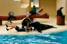 Sea lion show, Loro Parque, Tenerife, Canary Islands, 2007. Creator: Peter Thompson
