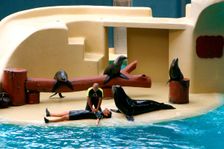 Sea lion show, Loro Parque, Tenerife, Canary Islands, 2007. Creator: Peter Thompson