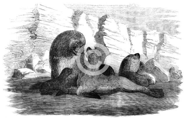 Sea-Lions, in the Falkland Islands, 1856.  Creator: Unknown.