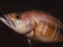 Sea Perch, 20th century. Artist: CM Dixon