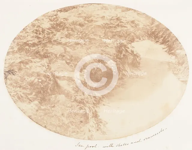 Sea Pool with Shells and Seaweeds, 1853-56. Creator: John Dillwyn Llewelyn.