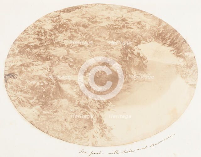 Sea Pool with Shells and Seaweeds, 1853-56. Creator: John Dillwyn Llewelyn.