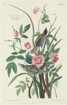 Sea-side Finch, 1830. Creator: Robert Havell