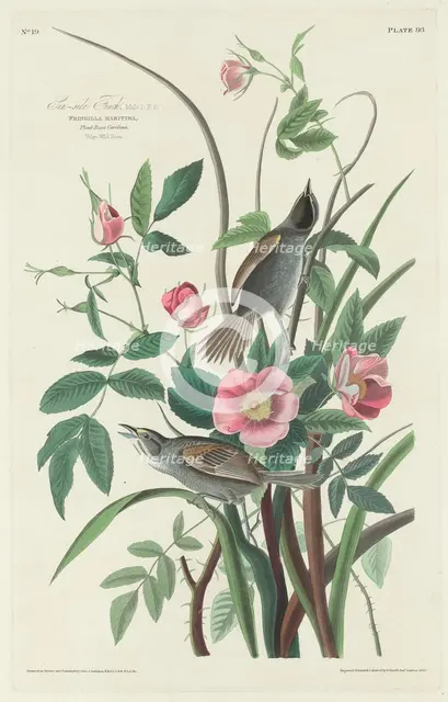 Sea-side Finch, 1830. Creator: Robert Havell.