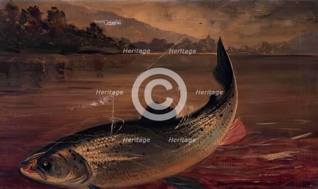Sea Trout, 1895. Creator: E P Bradly.