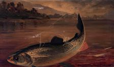 Sea Trout, 1895. Creator: E P Bradly
