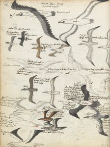 Seabirds, 1778-1779. Creator: Jan Brandes