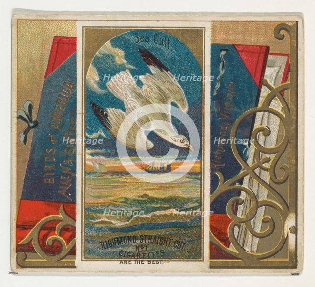 Seagull, from the Birds of America series (N37) for Allen & Ginter Cigarettes, 1888. Creator: Allen & Ginter.