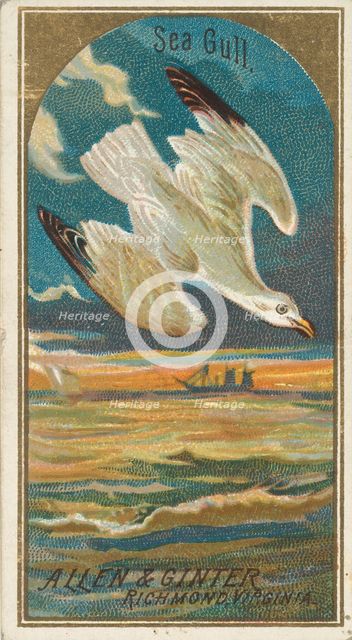 Seagull, from the Birds of America series (N4) for Allen & Ginter Cigarettes Brands, 1888. Creator: Allen & Ginter.