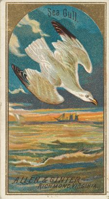 Seagull, from the Birds of America series (N4) for Allen & Ginter Cigarettes Brands, 1888. Creator: Allen & Ginter