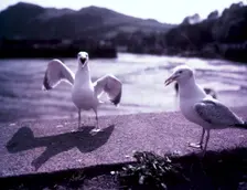 Seagulls, Ilfracombe, Devon, c1955. Creator: Arthur Charles Kirby Ware