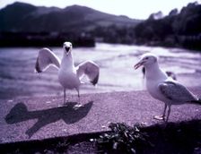 Seagulls, Ilfracombe, Devon, c1955. Creator: Arthur Charles Kirby Ware