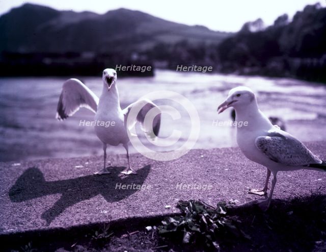 Seagulls, Ilfracombe, Devon, c1955. Creator: Arthur Charles Kirby Ware.