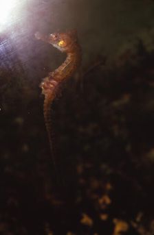 Seahorse, (Hippocampus), 20th century. Artist: CM Dixon