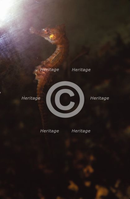 Seahorse, (Hippocampus), 20th century. Artist: CM Dixon.