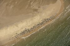 Seal colony on Scroby Sands, Norfolk, 2021. Creator: Damian Grady