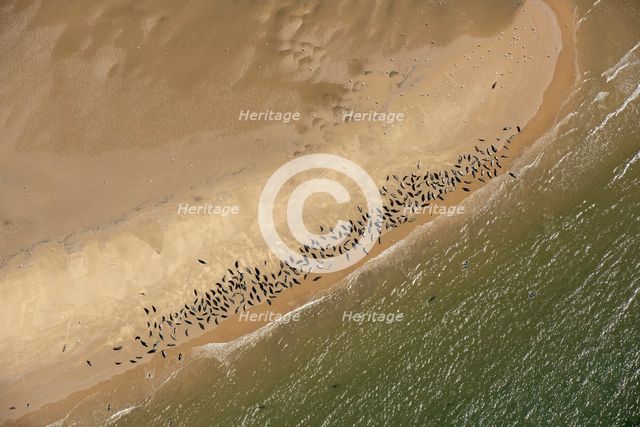Seal colony on Scroby Sands, Norfolk, 2021. Creator: Damian Grady.