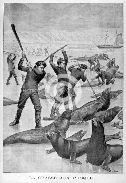 Seal hunting, Newfoundland, 1902. Artist: Unknown