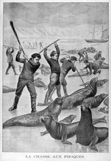 Seal hunting, Newfoundland, 1902