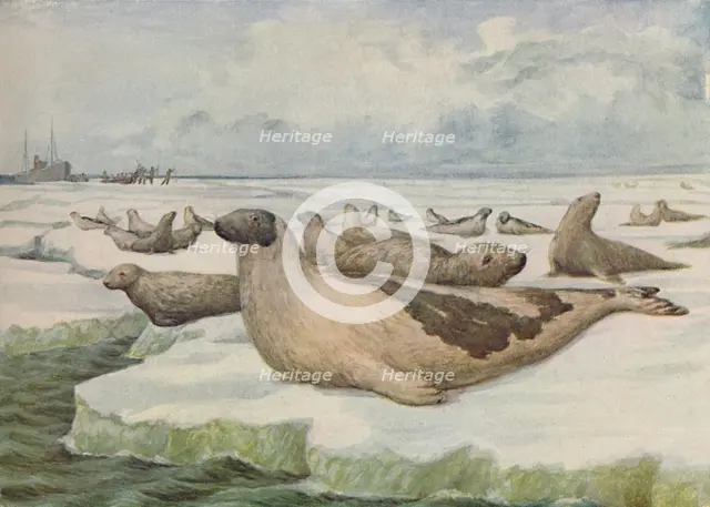 'Seal-Hunting, Newfoundland', 1916. Artist: Lowther, C.G.