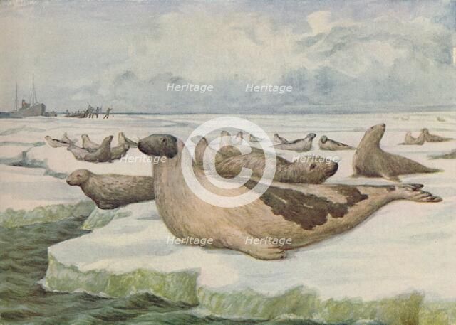 'Seal-Hunting, Newfoundland', 1916. Artist: Lowther, C.G.