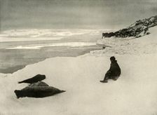 Seals at the Ice-Edge c1908, (1909)