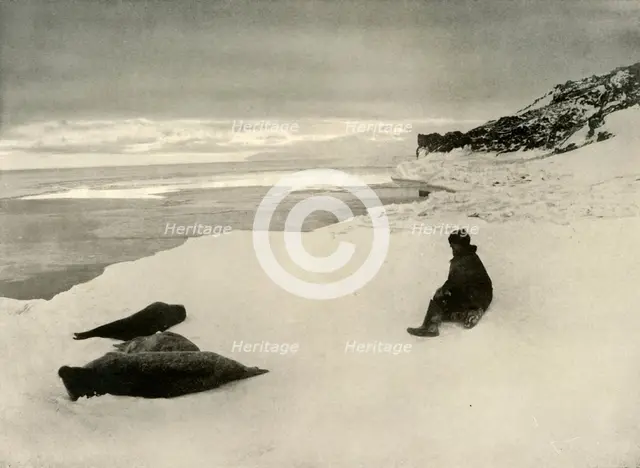 'Seals at the Ice-Edge', c1908, (1909). Artist: Unknown.