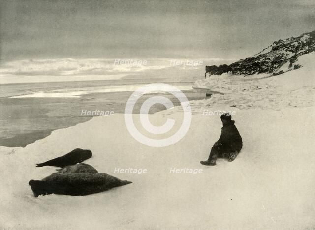 'Seals at the Ice-Edge', c1908, (1909). Artist: Unknown.