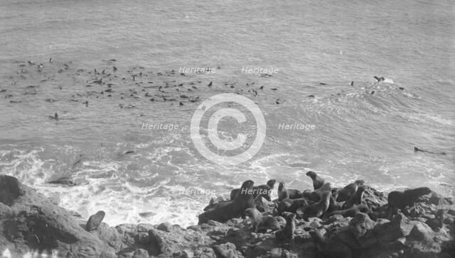 Seals in the Arctic region starting on their long swim to southern seas, between c1900 and c1930. Creator: Unknown.