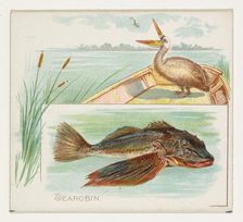 Searobin, from Fish from American Waters series (N39) for Allen & Ginter Cigarettes, 1889. Creator: Allen & Ginter