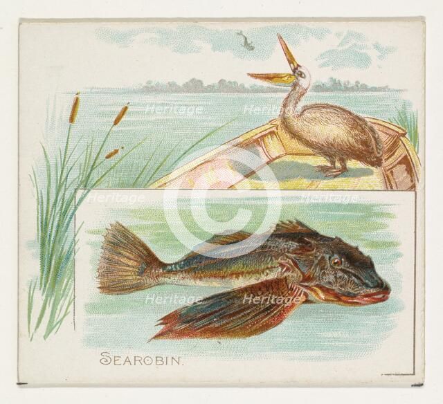 Searobin, from Fish from American Waters series (N39) for Allen & Ginter Cigarettes, 1889. Creator: Allen & Ginter.
