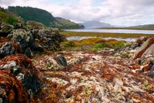 Seaweed near Eilean Donan Castle, Highland, Scotland. Creator: Peter Thompson
