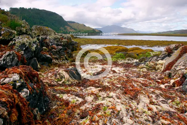 Seaweed near Eilean Donan Castle, Highland, Scotland. Creator: Peter Thompson.
