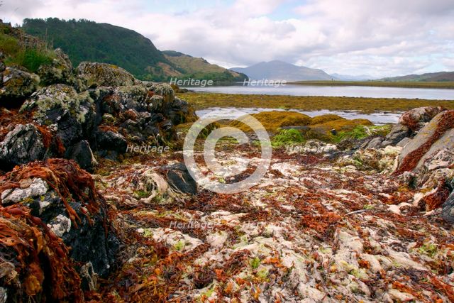 Seaweed near Eilean Donan Castle, Highland, Scotland. Creator: Peter Thompson.