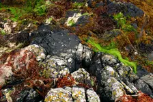 Seaweed near Eilean Donan Castle, Highland, Scotland. Creator: Peter Thompson