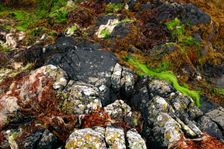 Seaweed near Eilean Donan Castle, Highland, Scotland. Creator: Peter Thompson