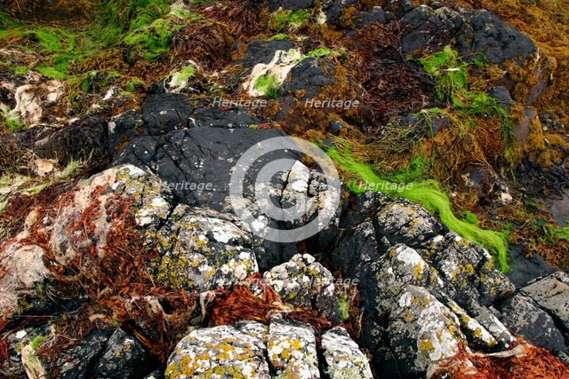 Seaweed near Eilean Donan Castle, Highland, Scotland. Creator: Peter Thompson.
