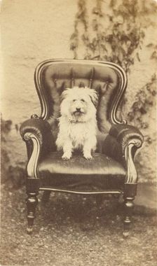 Seated Dog, late 19th century. Creator: Unknown