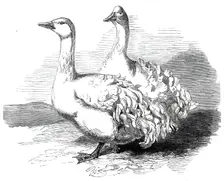 Sebastopol geese at the Crystal Palace poultry show, 1860. Creator: Harrison Weir