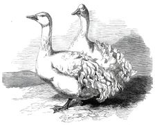 Sebastopol geese at the Crystal Palace poultry show, 1860. Creator: Harrison Weir